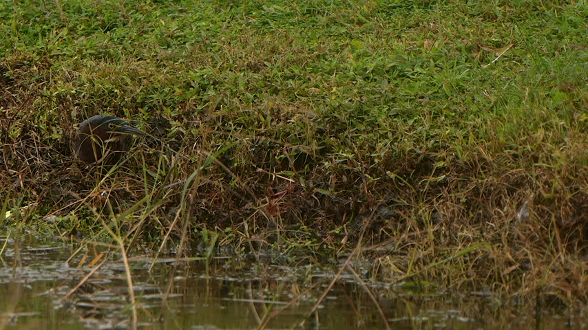 A green heron along the shore of a marsh