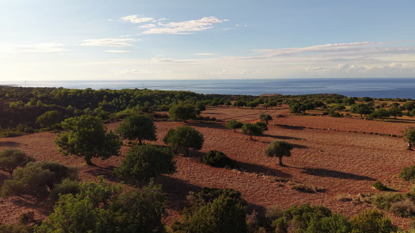 Slow drone flight over sunlit agricultural fields in Cyprus, revealing scattered olive trees, dry cultivated land and a natural Mediterranean landscape stretching toward the sea during the golden hour.