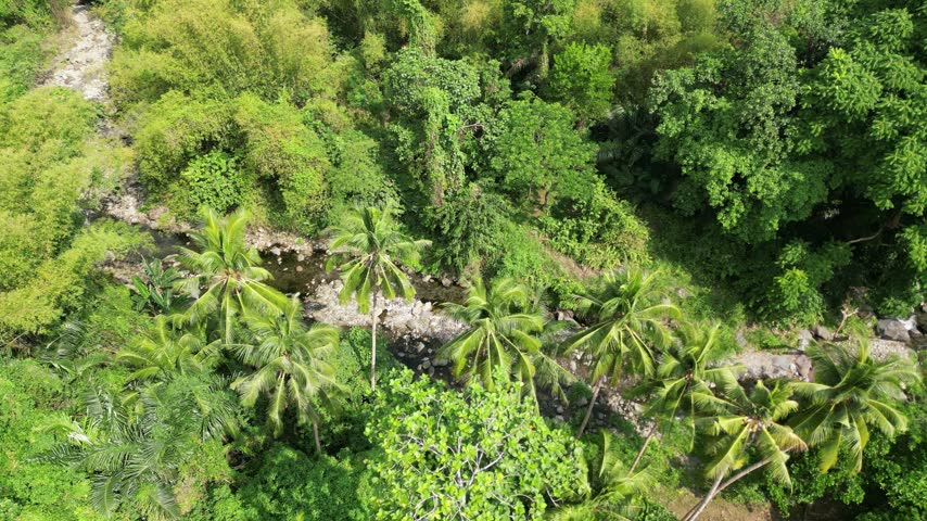 Overhead aerial view of a narrow rocky stream bordered by coconut palms and dense green tropical vegetation.