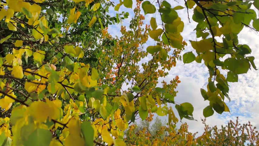 Yellow and green autumn tree leaves under blue sky
