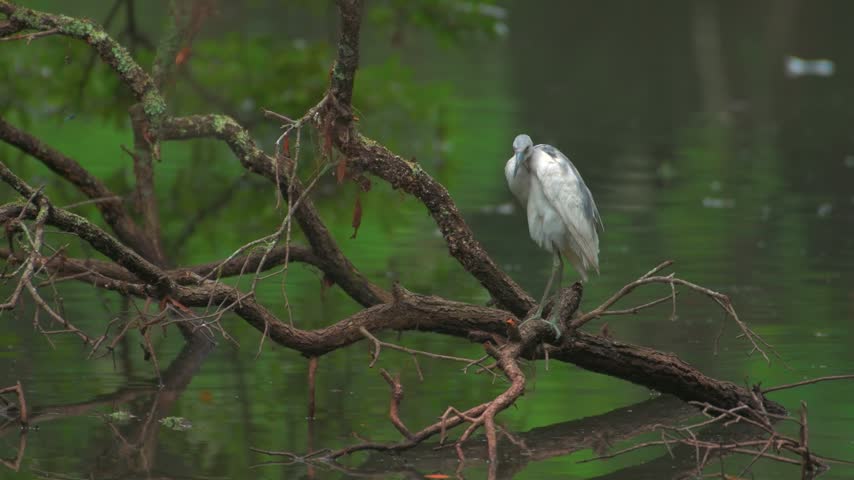 A white egret perches on a fallen branch above calm green water in peaceful wetlands at Charlestown Landing, Charleston, South Carolina, USA.