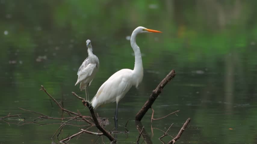 Great egret and juvenile heron stand on submerged branches in calm lake at Charlestown Landing, Charleston, South Carolina, USA. Tranquil coastal wildlife in a rich wetland habitat.