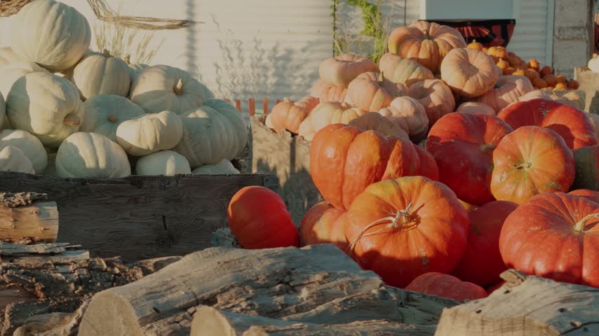 A still shot shows white and orange pumpkins piled beside wooden crates and logs.