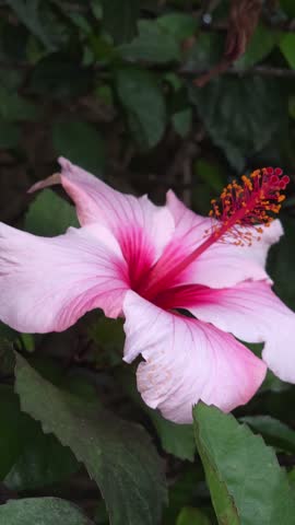 Detailed Pink Hibiscus Flower Center and Petals