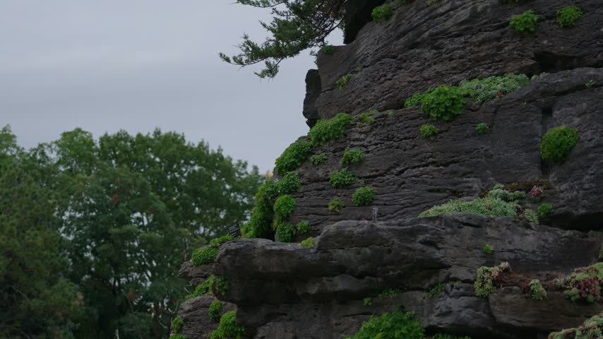 Montreal Botanical garden layered stone rock face covered with small green plants, pine branch and trees in background under grey sky, close up nature detail, Quebec, Canada.