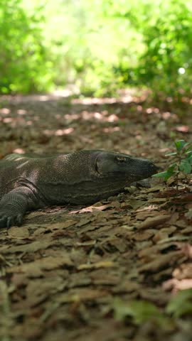 A Komodo dragon with rough scales and a long tail in its natural habitat