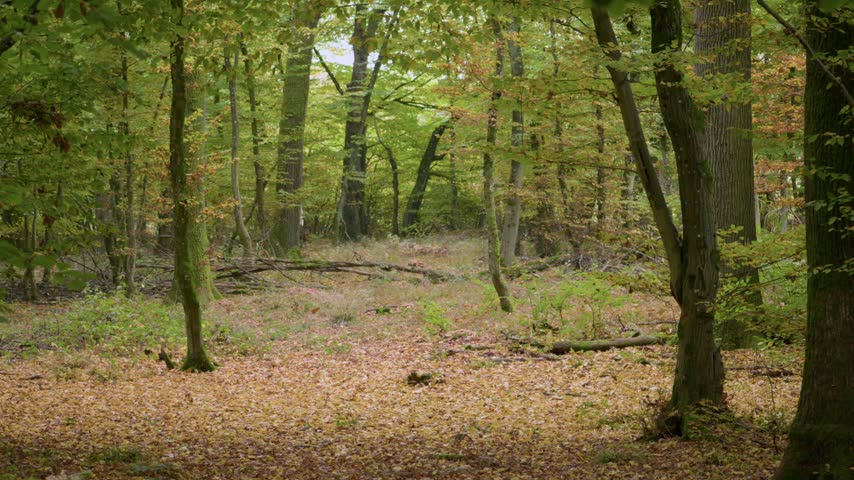 Quiet autumn forest path beneath tall deciduous trees and fallen leaves.