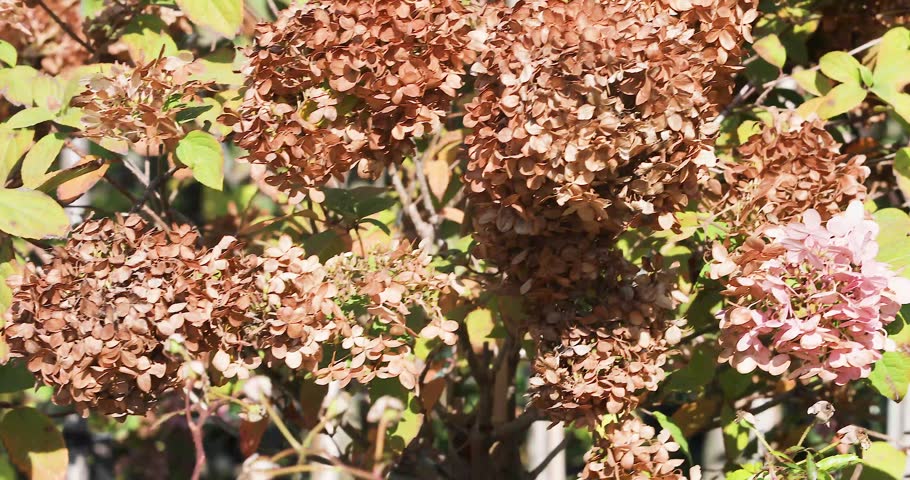 Sunlit bushes of creamy-flowering hydrangea in a front garden.