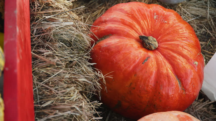 Top view of large ripe orange pumpkin lying on hay. Harvest stored at farm. Festive decoration at holiday fair.