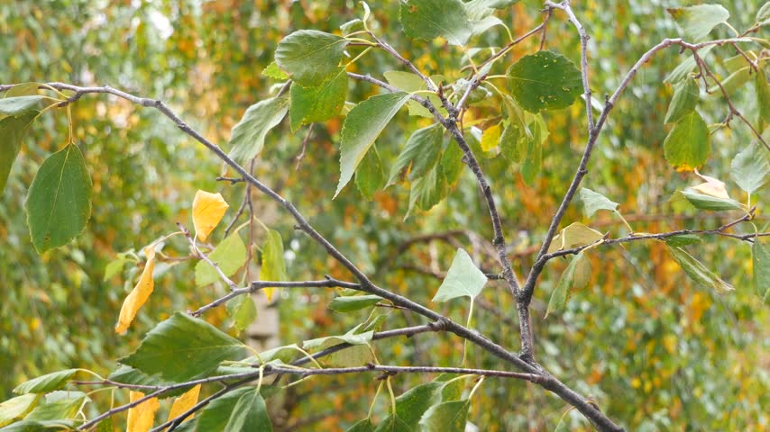 Tits on a birch branch in the autumn forest.