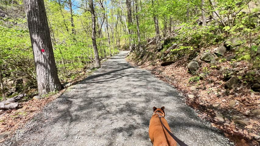 Brown dog walks on a leash along a sunlit gravel trail through a wooded landscape, capturing pet-friendly hiking, outdoor exercise and adventure in nature.