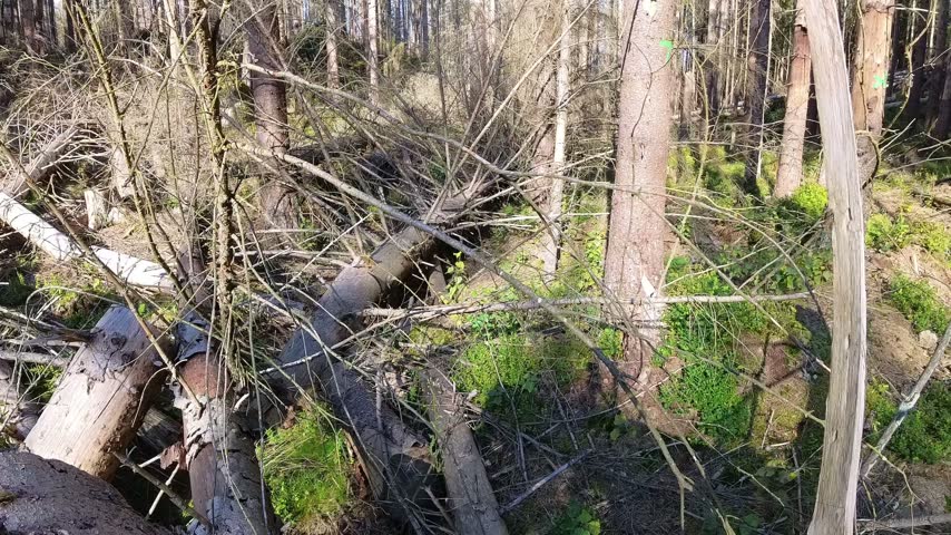 Old fallen trees in the forest