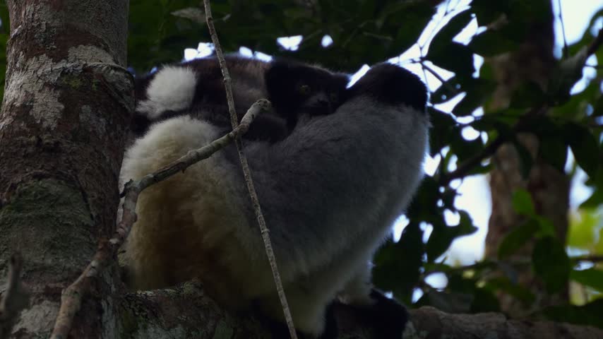 Wild mother indri lemur and her baby resting together on a tree branch in a tropical rainforest environment in Andasibe-Mantadia National Park, Madagascar.