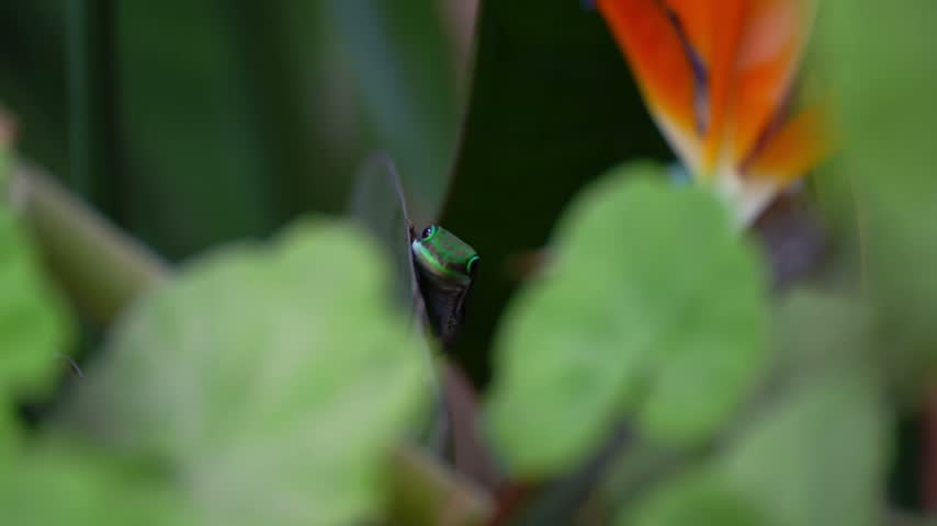 Close up macro shot of a bright green wild Madagascar day gecko hiding behind tropical foliage with an orange flower in the background.