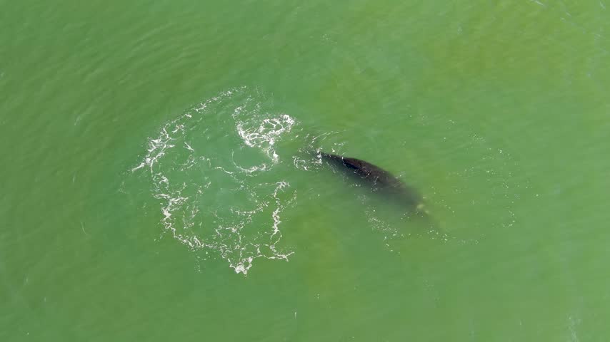 Aerial drone view of a southern right whale swimming near the surface in coastal waters at Punta del Este Uruguay