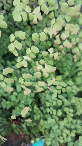 young leaves of the Maidenhair fern (Suplir)plant blown by the gentle breeze with a yellowish green color  