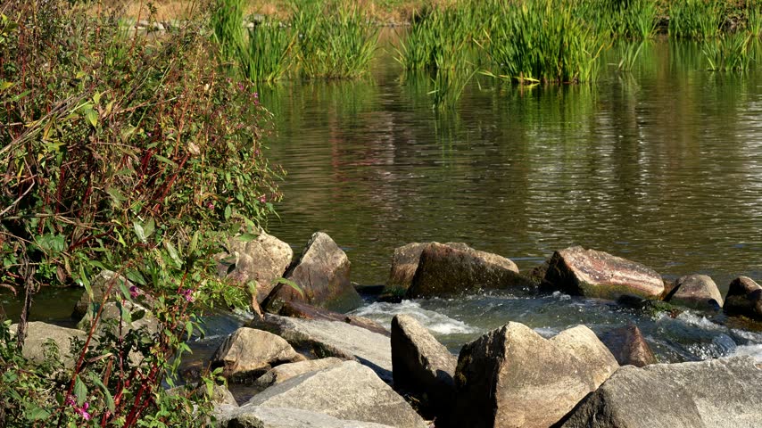 Flowing water and small rapids over stones on the Ilz river in the Bavarian Forest with background reeds.