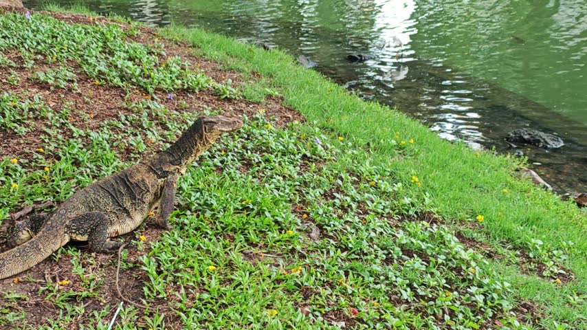 Lizard watches pond from grassy bank in pondside habitat. This monitor lizard remains poised beside still water while white bird moves through background, creating calm wildlife moment.