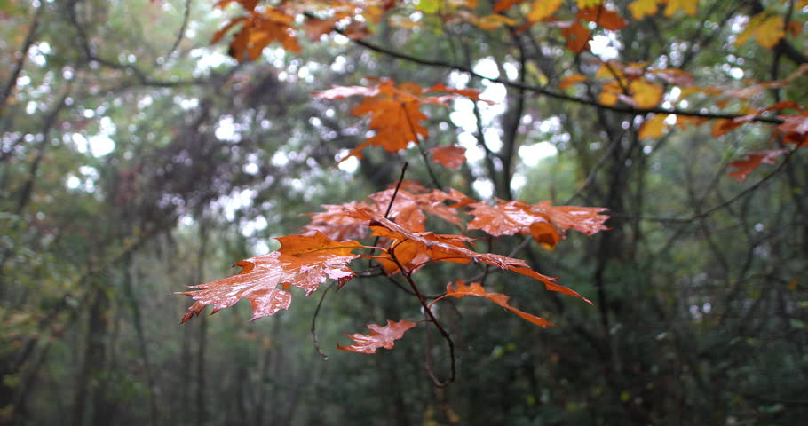 A rainy autumn day in the woods