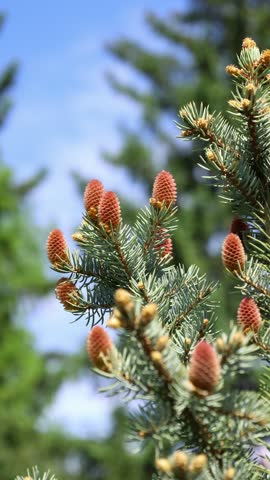 Close-up of young pine cones growing on the branches of an evergreen tree against the backdrop of a bright blue sky and blurred green foliage.