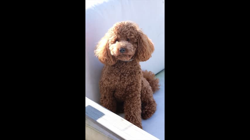 Funny toy poodle dog giving a judgmental look, looking with skepticism and humor