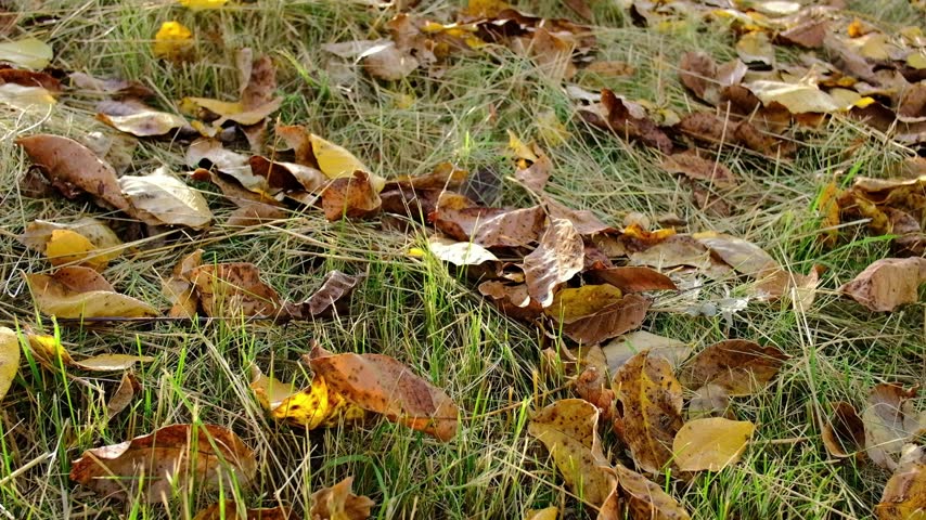 Camera moving forward over dry autumn leaves on green grass in park