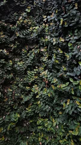 Vertical video of a wall completely covered in lush green climbing vines, creeping plant foliage creating a natural texture and dense botanical background