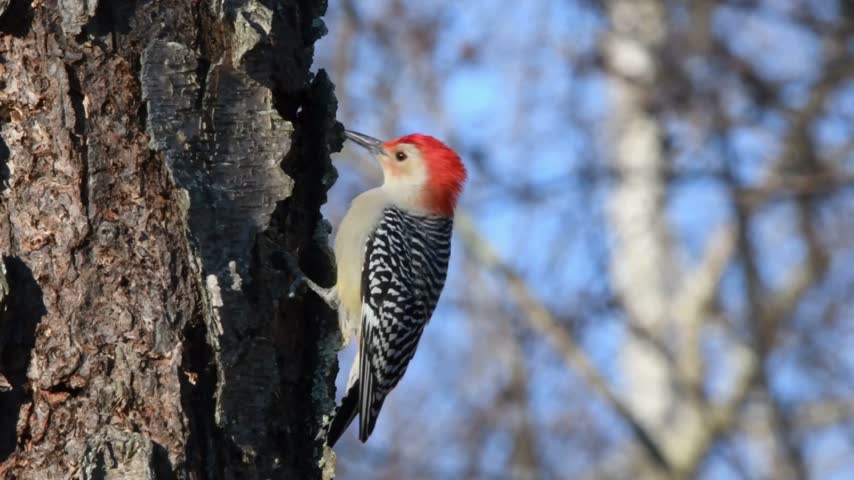 Red bellied woodpecker pecking on tree trunk in forest close up
