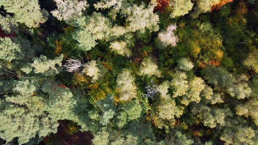 Colorful Trees of Autumn Forest from Above, Aerial View