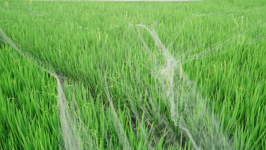 Panning view of bird protection net lying over green rice field before installation in Indonesia.