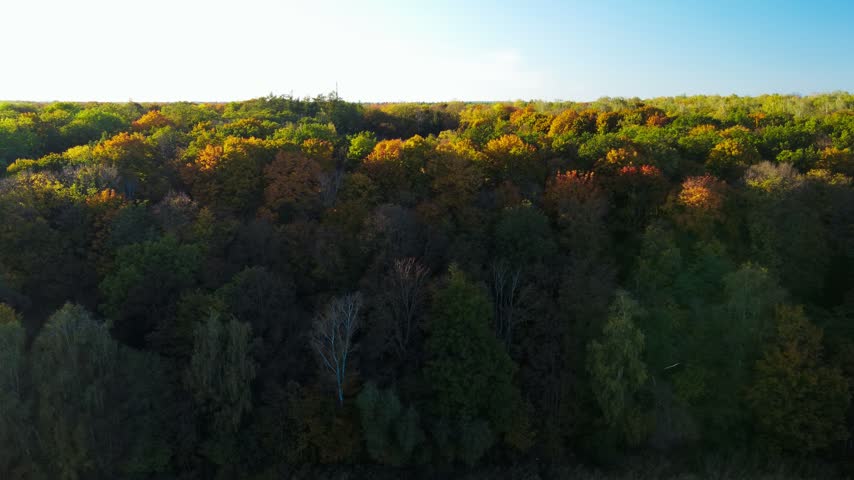 Colorful Trees of Autumn Forest from Above, Aerial View