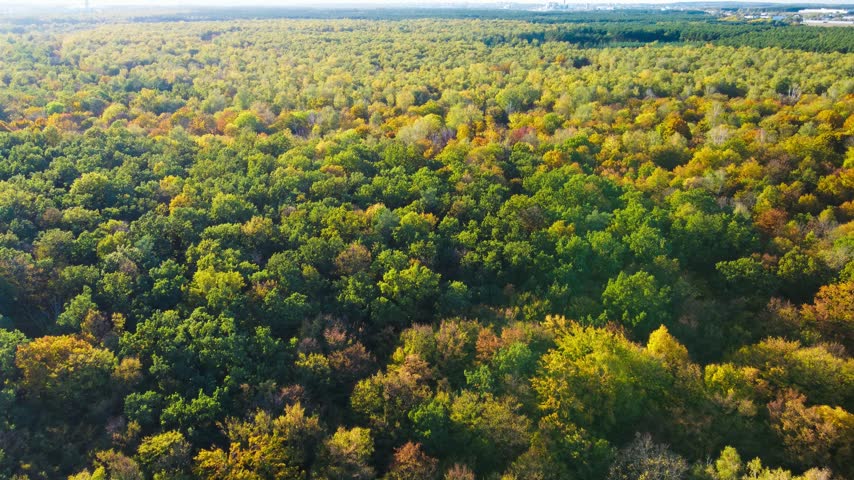 Colorful Trees of Autumn Forest from Above, Aerial View