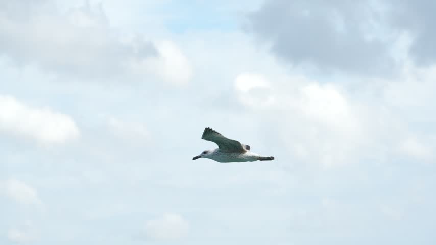 A seagull flying against the wind