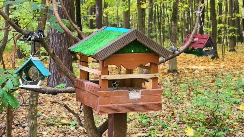 Tit birds fly to and from colorful wooden bird feeders in an autumn forest.