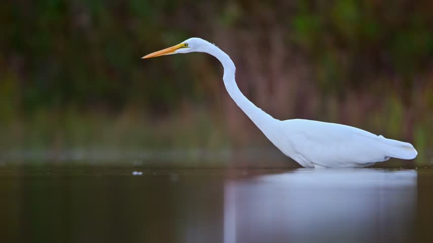 Great Egret catching prey while hunting in shallow water