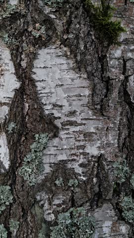 Close-up of a tree trunk with moss growing on it.