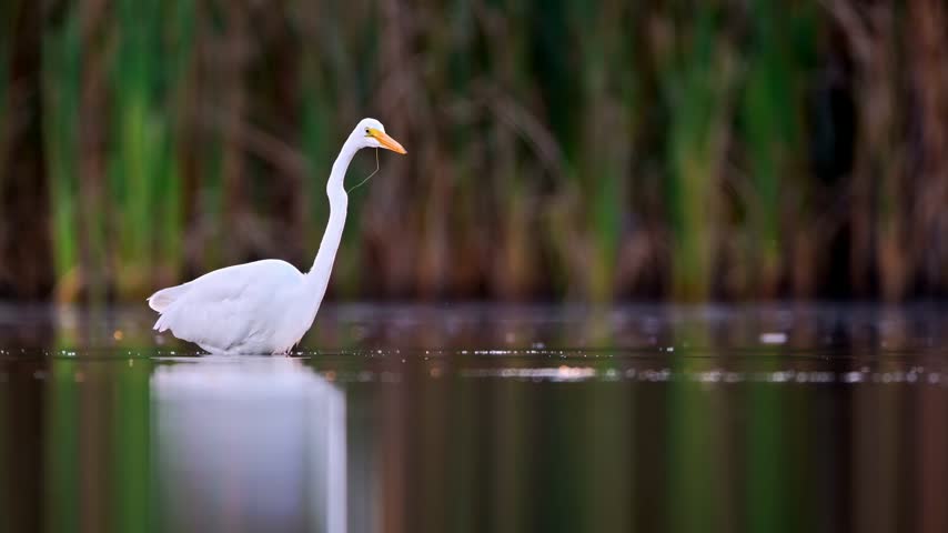 Great Egret catching prey in shallow water in slow motion