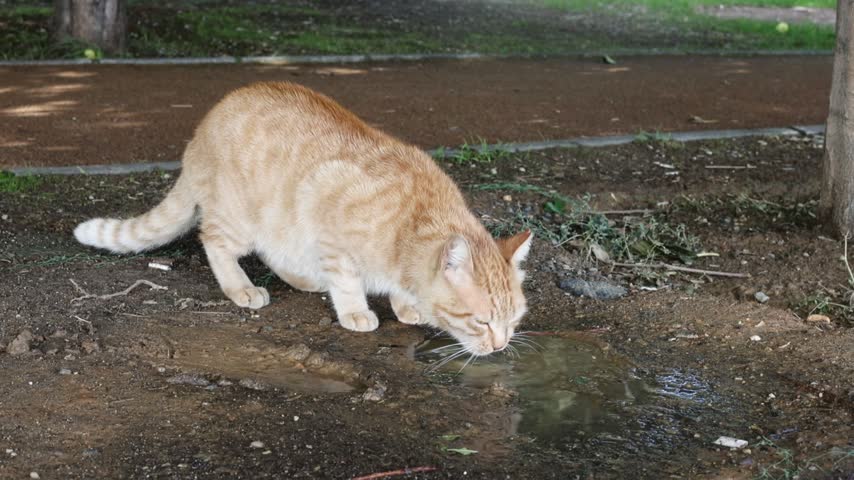 summer day, a handsome ginger cat in Istanbul laps water from a small puddle
