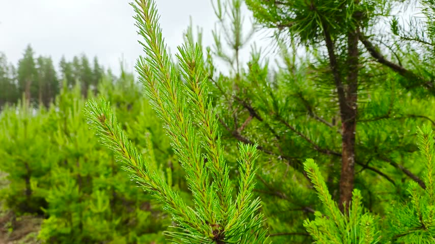 Young pine saplings are growing on the site of the felled forest