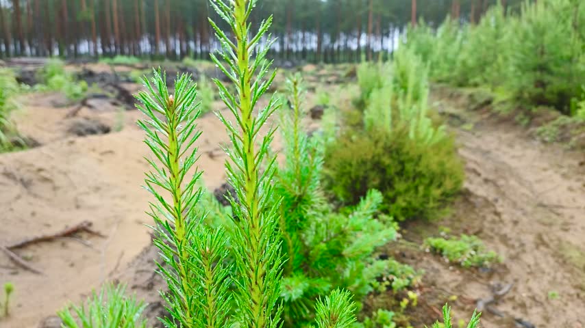 Young pine saplings are growing on the site of the felled forest