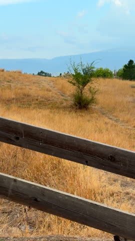 Tall dry yellow grass with one random green small tree, behind chunky wood fence. In vertical format. 