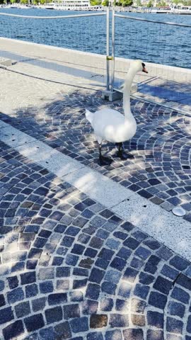 A white mute swan standing on a cobblestone promenade near a lake on a sunny day.