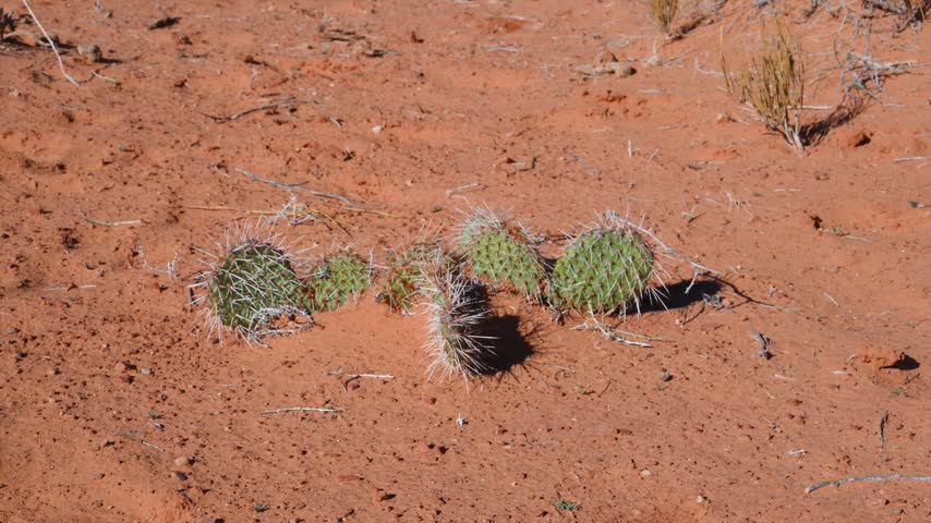 Opuntia polyacantha (plains prickly pear), a species of cactus growing on red sandy or rocky soil in an arid environment in Monument Valley, a scenic desert valley located on the border between Utah and Arizona, USA, renowned for its sandstone mesas and towering monolithic rock formations.