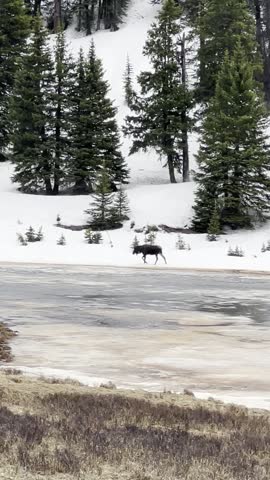 Moose wandering in the Rocky Mountains. 