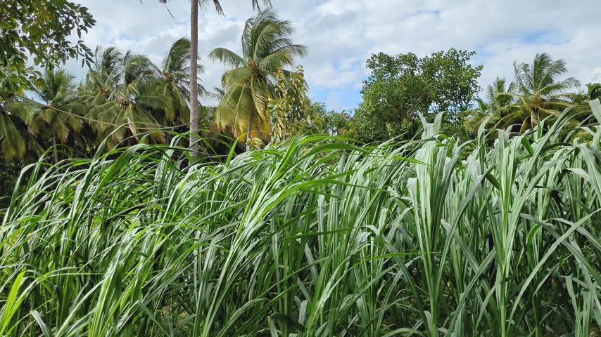 Long cow grass in 4K in the wind.
