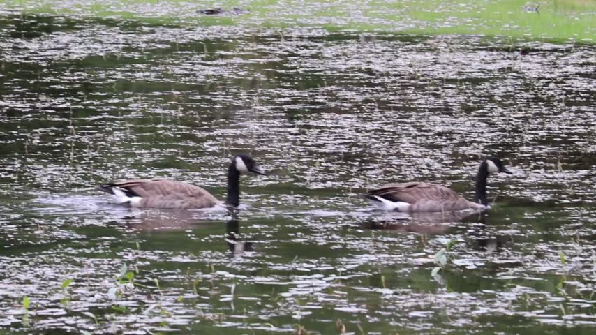 Wild geese at Otsiningo Park in Binghamton, New York