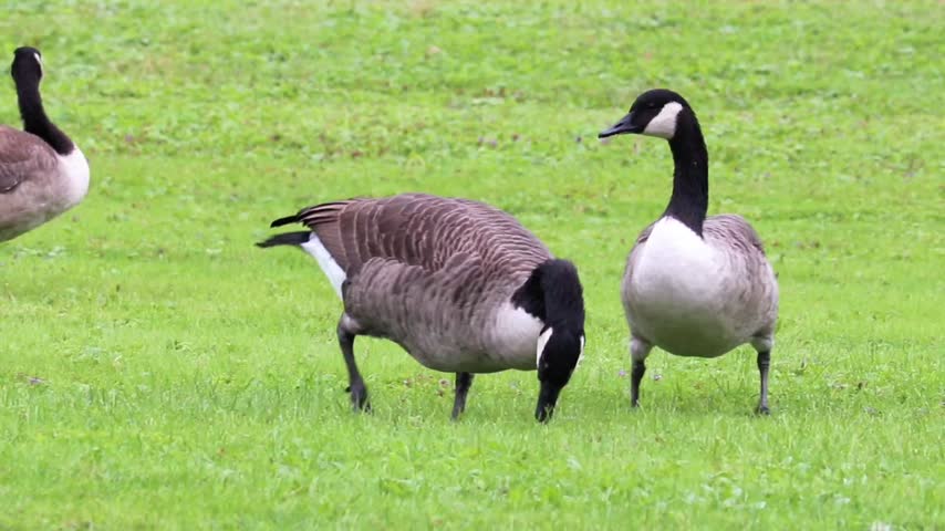 Wild geese at Otsiningo Park in Binghamton, New York