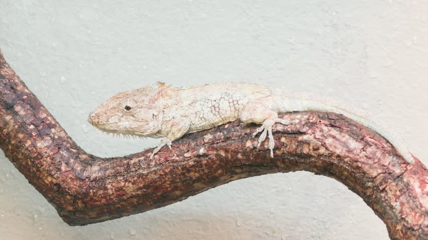 Cuban false chameleon resting on branch in terrarium