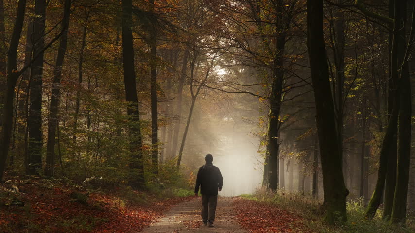 A walk in magical light and beams in a foggy atmospheric forest in autumn. A silhouetted hiker walking towards the bright illuminated fog. 