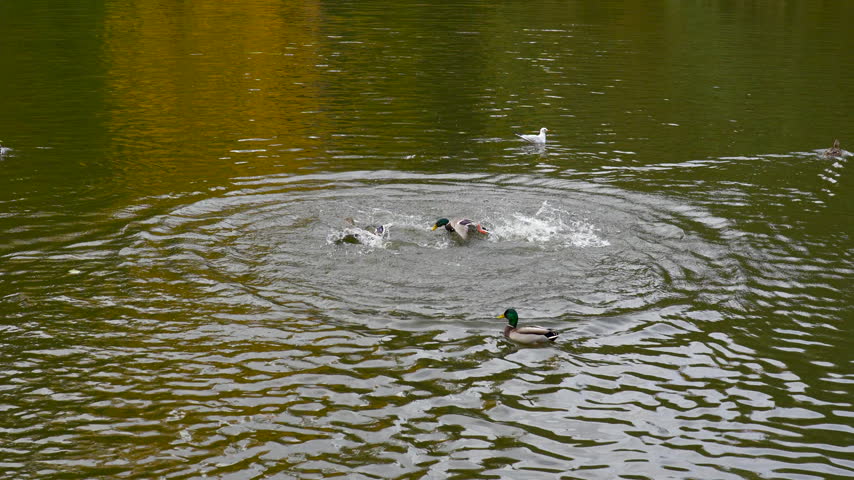 ducks take off from the water